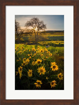 Framed Arrowleaf Balsamroot Wildflowers At Columbia Hills State Park Print