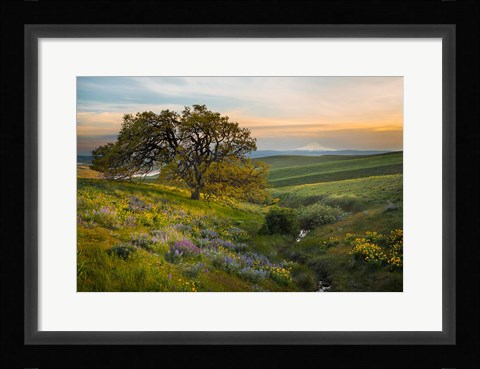 Framed Oak Tree At Columbia Hills State Park Print
