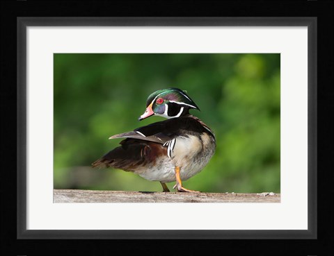 Framed Wood Duck Preens While Perched On A Log Print