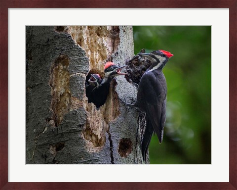 Framed Pileated Woodpecker Aside Nest With Two Begging Chicks Print
