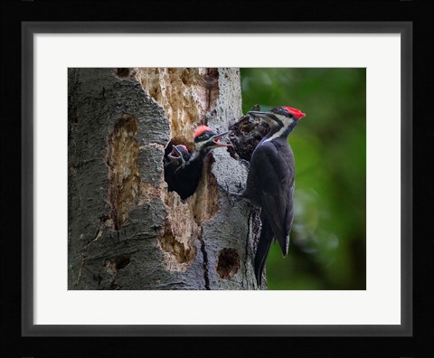 Framed Pileated Woodpecker Aside Nest With Two Begging Chicks Print