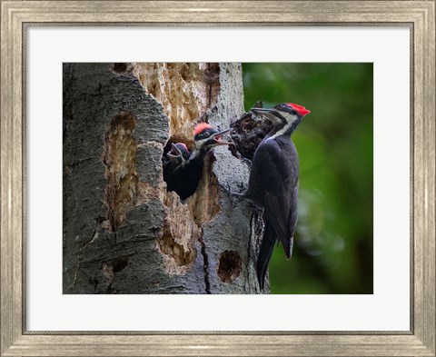 Framed Pileated Woodpecker Aside Nest With Two Begging Chicks Print