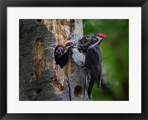 Framed Pileated Woodpecker Aside Nest With Two Begging Chicks Print