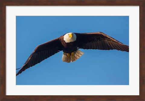 Framed Bald Eagle In Flight Over Lake Sammamish Print
