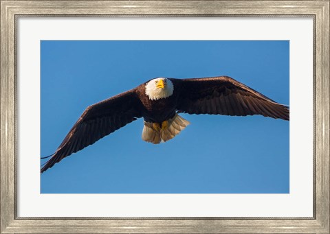 Framed Bald Eagle In Flight Over Lake Sammamish Print