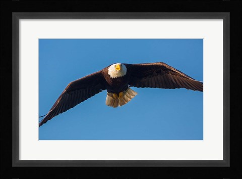 Framed Bald Eagle In Flight Over Lake Sammamish Print