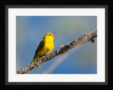 Framed Yellow Warbler Sings From A Perch Print