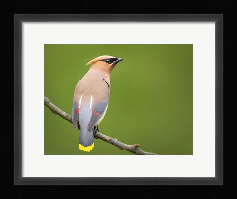 Framed Cedar Waxwing On A Perch Print