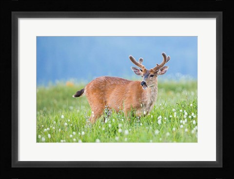 Framed Black-Tailed Buck In Velvet Feeds On Subalpine Wildflowers Print