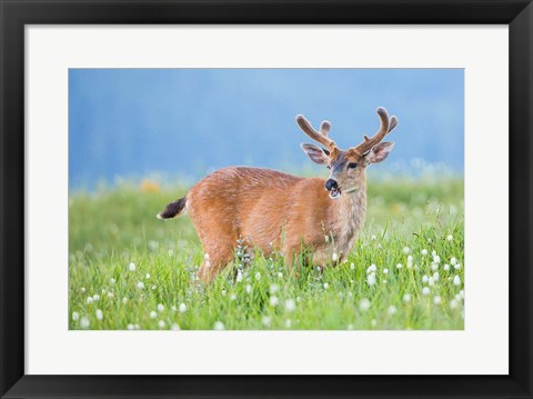 Framed Black-Tailed Buck In Velvet Feeds On Subalpine Wildflowers Print