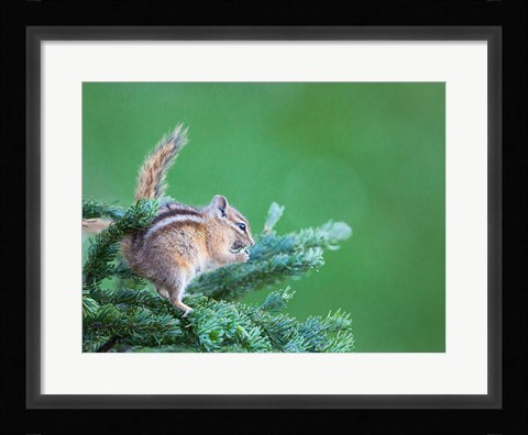 Framed Chipmunk Feeds On New Growth Of Subalpine Fur Needles Print