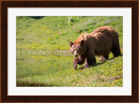 Framed American Black Bear In A Wildflower Meadow Print