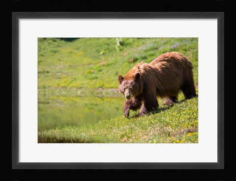 Framed American Black Bear In A Wildflower Meadow Print