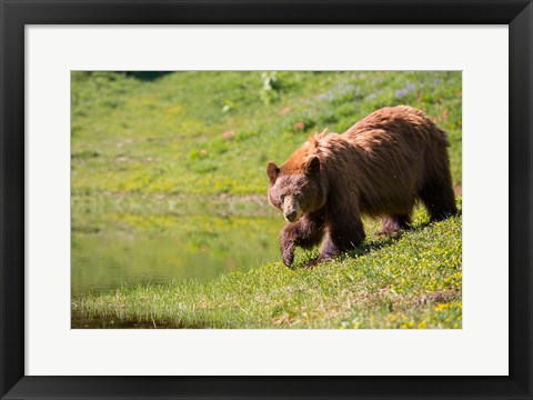 Framed American Black Bear In A Wildflower Meadow Print