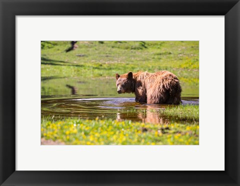 Framed American Black Bear Takes A Cool Bath Near Mystic Lake Print