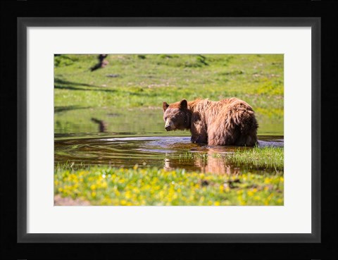 Framed American Black Bear Takes A Cool Bath Near Mystic Lake Print