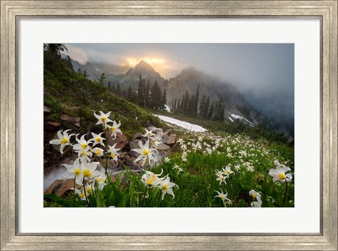 Framed Avalanche Lilies Along A Small Stream Below Plummer Peak Print