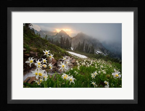 Framed Avalanche Lilies Along A Small Stream Below Plummer Peak Print
