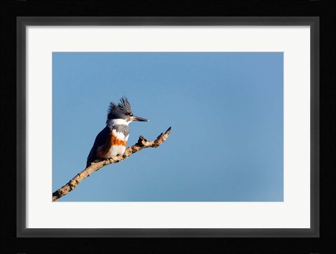 Framed Belted Kingfisher On A Perch Print