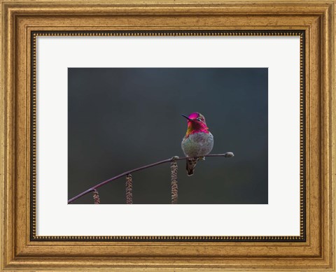 Framed Anna&#39;s Hummingbird Lashes Its Iridescent Gorget Print