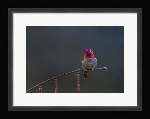 Framed Anna's Hummingbird Lashes Its Iridescent Gorget Print