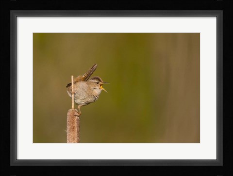 Framed Wren Sings From A Cattail In A Marsh On Lake Washington Print