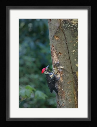 Framed Pileated Woodpecker Holing Out A Nest Print
