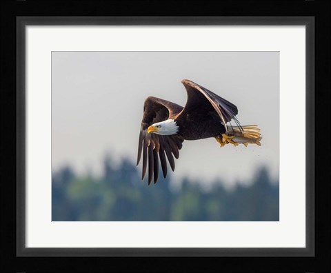 Framed Bald Eagle In Flight With Fish Over Lake Sammamish Print