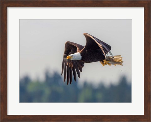 Framed Bald Eagle In Flight With Fish Over Lake Sammamish Print