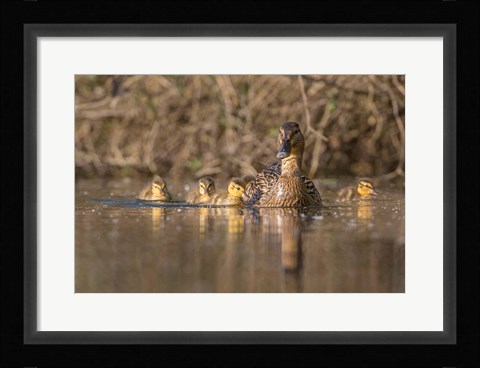 Framed Mallard Hen With Ducklings On The Shore Of Lake Washington Print