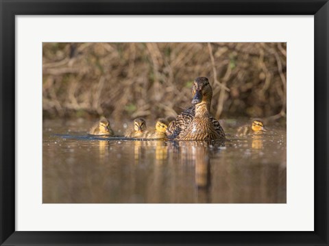 Framed Mallard Hen With Ducklings On The Shore Of Lake Washington Print