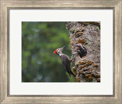 Framed Pileated Woodpecker With Begging Chicks Print
