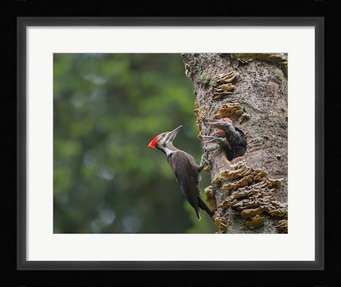 Framed Pileated Woodpecker With Begging Chicks Print