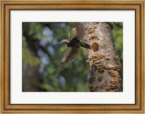 Framed Female Pileated Woodpecker Flies From Nest In Alder Snag Print