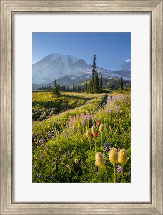 Framed Paradise Area Landscape Of Mt Rainier National Park Print