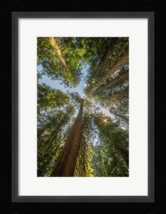 Framed Tall Conifers At The  Grove Of The Patriarchs, Mt Rainier National Park Print
