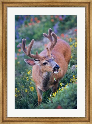 Framed Black-Tailed Buck Deer In Velvet Feeding On Wildflowers Print