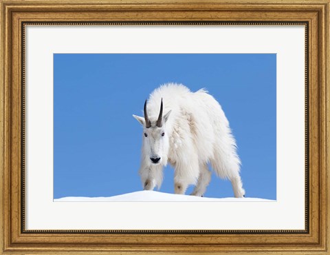 Framed Close-Up Of A Mountain Goat Print