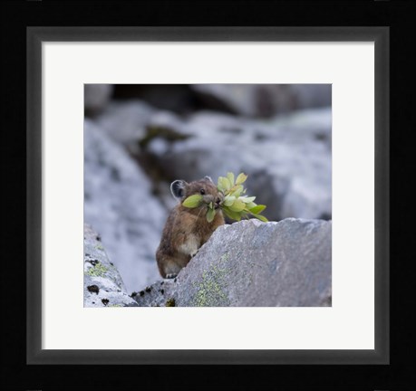 Framed American Pika Collecting Leaves Print