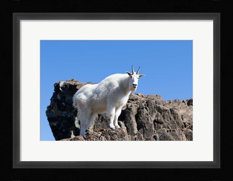 Framed Mountain Goat Climbing Rocks Print