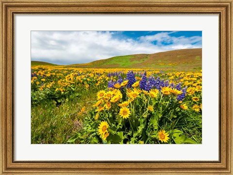 Framed Spring Wildflowers Cover The Meadows At Columbia Hills State Park Print