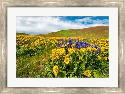 Framed Spring Wildflowers Cover The Meadows At Columbia Hills State Park Print