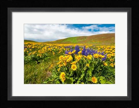 Framed Spring Wildflowers Cover The Meadows At Columbia Hills State Park Print