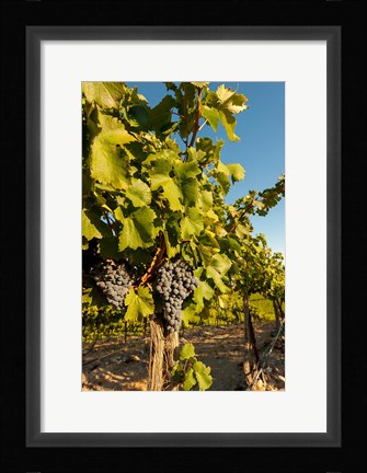 Framed Horse Heaven Hills Vineyard Print