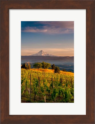 Framed Mt Hood From A Vineyard Print