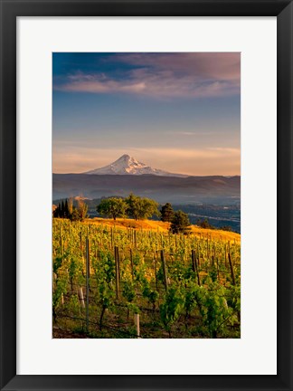 Framed Mt Hood From A Vineyard Print
