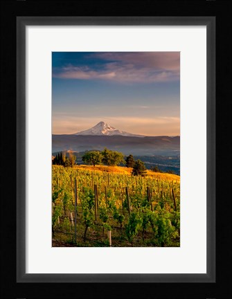 Framed Mt Hood From A Vineyard Print