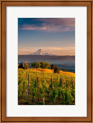 Framed Mt Hood From A Vineyard Print