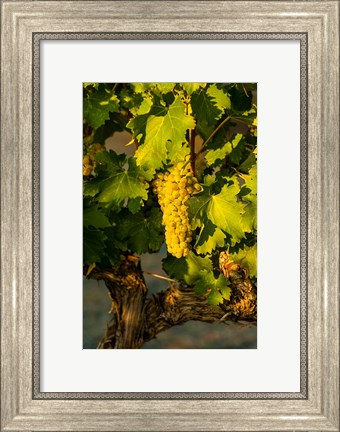 Framed Viognier Grapes In A Vineyard Print