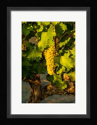 Framed Viognier Grapes In A Vineyard Print